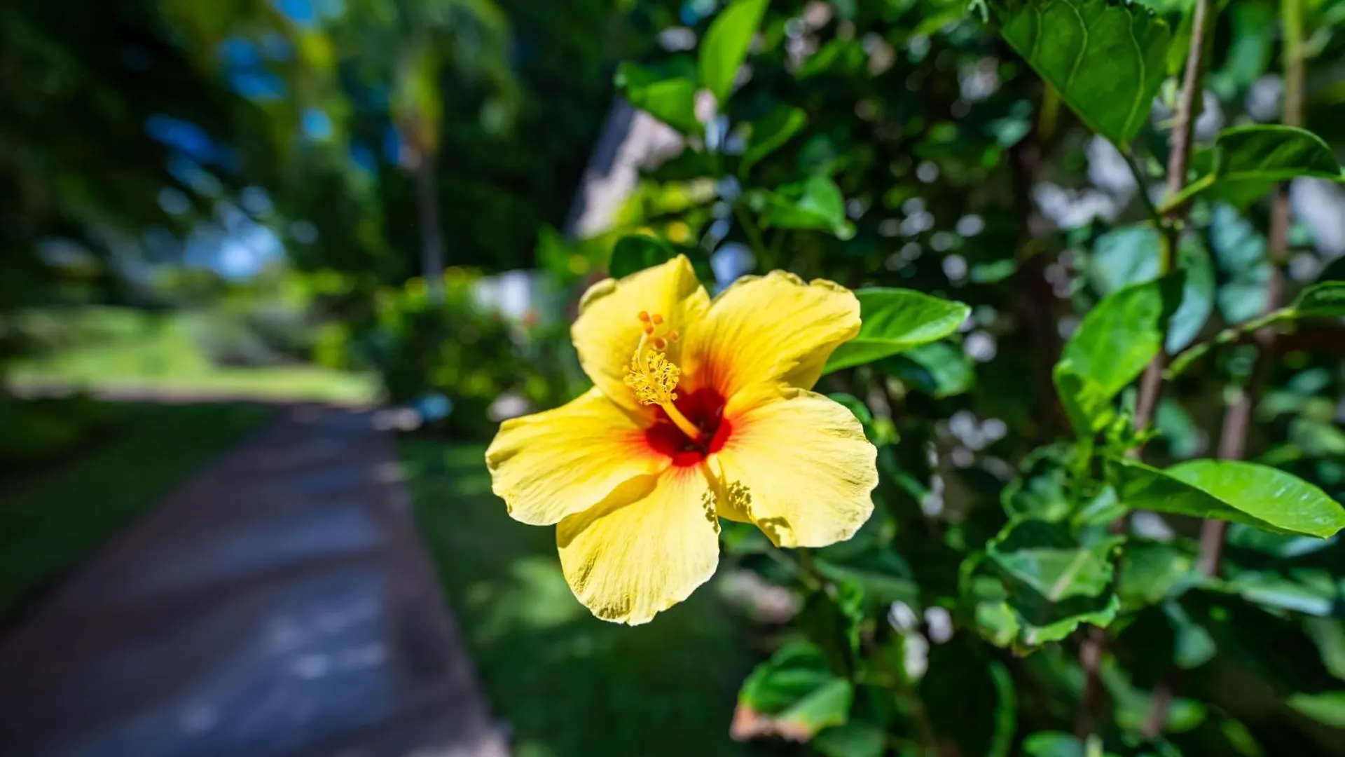 別荘 ワイレア Maui Kamaole I217ヴィラ
